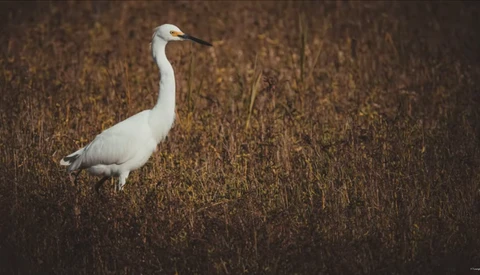 A Beginner's Guide To Photographing Wild Birds