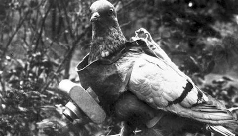 The CIA Attached Cameras To Pigeons To Spy On Enemies During the Cold War