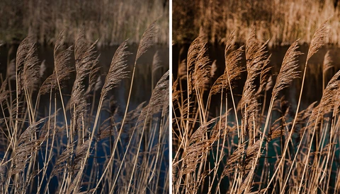 Fstoppers Reviews a Preset Pack From Budget-Friendly Junglepresets