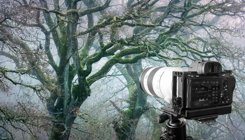 This Editing Trick Might Change How You Photograph Forests