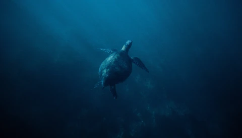 Surf and Underwater Photography on Film: An Interview With Megan Barrett