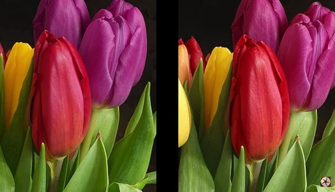 How Does Sony a1 Image Quality Compare to the Canon EOS R5?