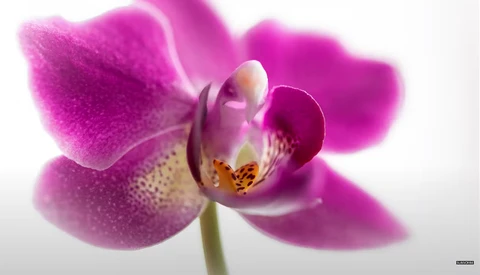 A Review of the Tamron SP 90mm f/2.8 Di Macro 1:1 VC USD Lens