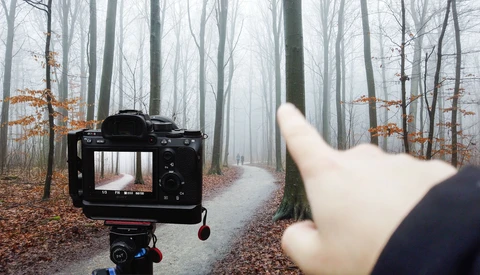 My Golden Rule of Forest Photography (Not Fog)