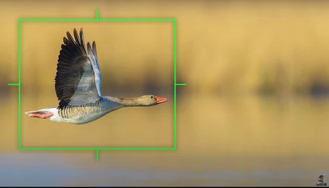 What Will It Take for Olympus Cameras to Succeed?