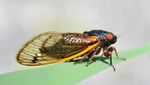 Photographers Should Put This on Their Calendar Right Now: The Brood X Cicada Storm in Eastern U.S.