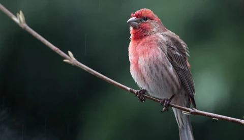 Tips for Wildlife Photography in the Rain