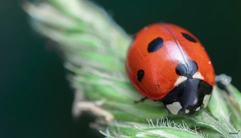 4 Important Aspects of Taking Sharp Macro Photos