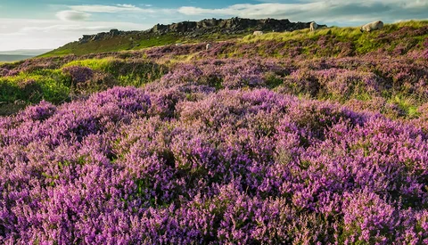 A Guide To When To Use Focus Stacking and How To Do It