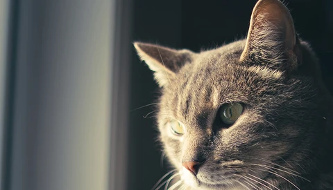 How Good Is the Affordable Viltrox 24mm f/1.8 Lens?