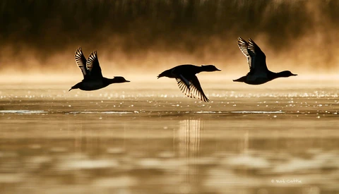How Technology Is Revolutionizing Wildlife Photography
