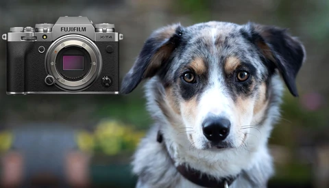 7 Tips and Tricks for Better Pet Portraits at Home