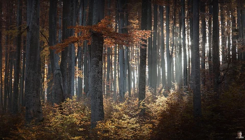 10 Helpful Tips for Photographing Trees