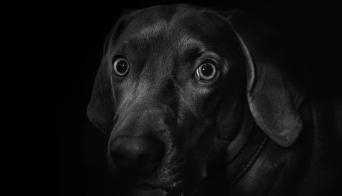 The Best Images from GuruShots "Mostly Black" Challenge