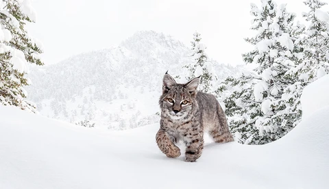 We Interview Photographer Robert Yone on the Art of Camera Trap Photography