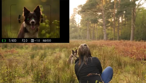 Have You Tried Using Backlighting For Your Dog Portraits?