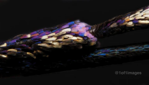 Extreme Macro: Pushing Photographic Equipment Beyond Normal Restraints