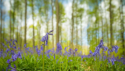 Using a Shallow Depth of Field for Landscapes
