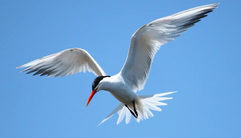 A Drone Crash on Protected Wetland Left 1,500 Eggs Abandoned