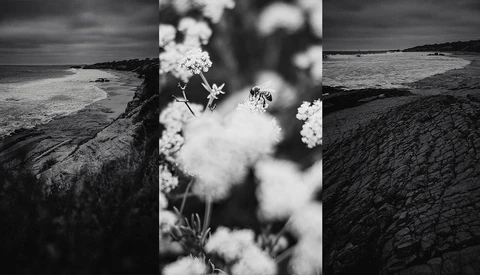 Black and white triptych of rocky coastal landscape with delicate white wildflowers in sharp focus.