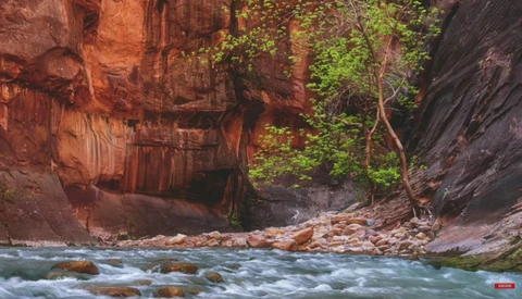 Turquoise river flowing through a narrow canyon with towering red rock walls and lush green vegetation.