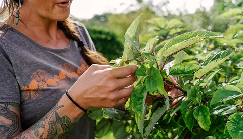Woman with tattooed arm examining green plant leaves in a garden setting.