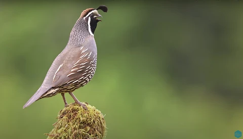 How to Take Better Bird Photos