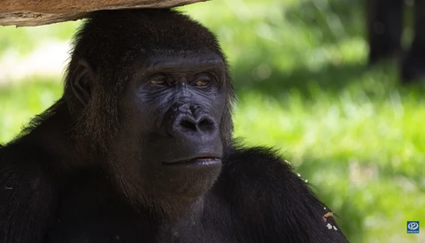 Is This the Best Lens for New Wildlife Photographers?