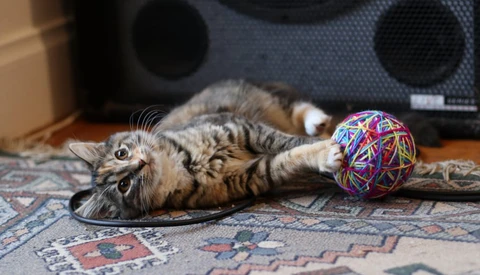 Why You Shouldn't Photograph Kittens: Another Creative Excercise in Finding Your Style