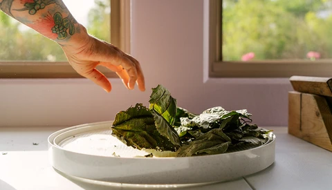Tattooed hand reaching toward fresh mint leaves floating in a shallow white ceramic bowl filled with white sauce or cream.