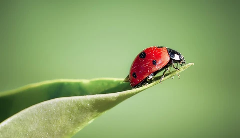 Ladybug with red wing covers and black spots perched on a green plant stem against a soft green background.
