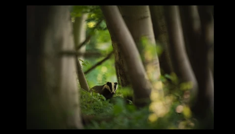 Morten Hilmer Helps Bring Wildlife and Nature to Your Desktop