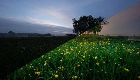 Rolling hillside dotted with yellow dandelions at dusk, with tree silhouettes and dramatic sky.