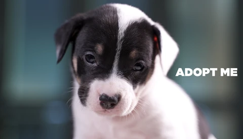 Filming a Puppy Adoption Video With The GVM 50SM Lights