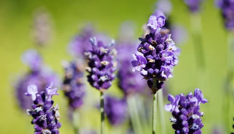 Purple lavender flowers in sharp focus with soft green background bokeh.
