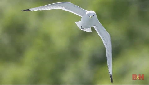 White seabird in flight against blurred green background, wings extended in banking maneuver.