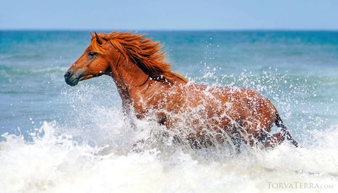Chestnut horse running through ocean waves with mane flowing in the wind.