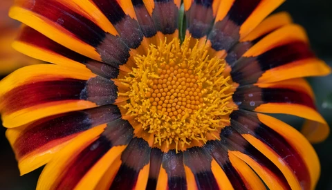 Close-up macro photograph of a gazania flower with bold yellow and deep red striped petals radiating from a golden textured disk center.