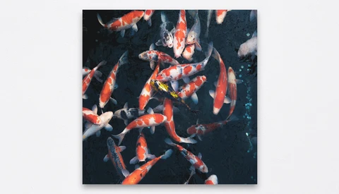 Red and white koi fish swimming together in dark water with scattered light particles.
