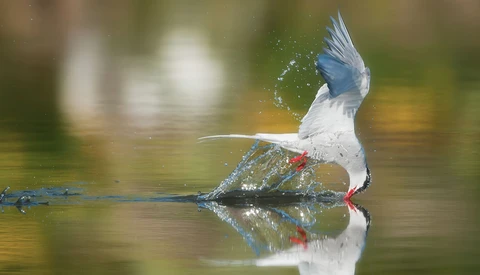 Crested kingfisher diving into water with wings spread and water splashing around its white and blue plumage.