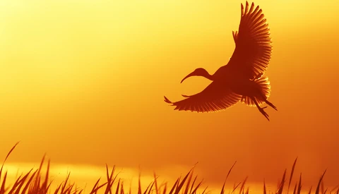 Silhouette of a heron in flight against a golden sunset sky with marsh grasses in foreground.