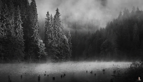 Misty lake with evergreen forest and wooden posts emerging from water in black and white.