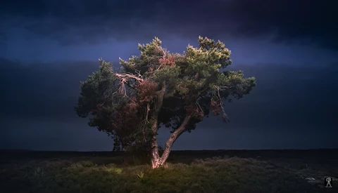 Solitary tree illuminated by dramatic spotlight against stormy twilight sky and dark landscape.