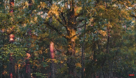 Dense forest canopy with warm golden sunlight filtering through layered tree branches and foliage.