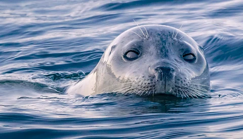 Harp seal pup's head surfaces in calm blue water, gazing directly at camera.