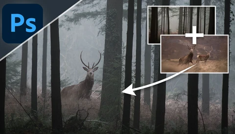Deer with antlers standing among tall forest trees in misty conditions.
