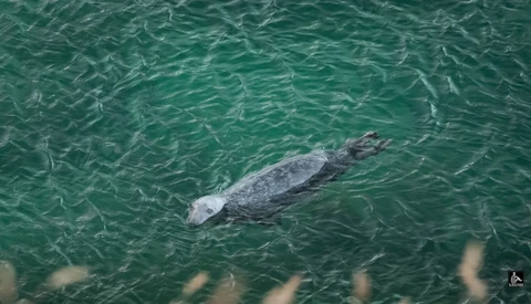 Gray seal swimming near the surface of clear turquoise water.
