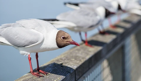 White seabird with brown head and red legs perched on wooden pier railing, with blurred boats in background.