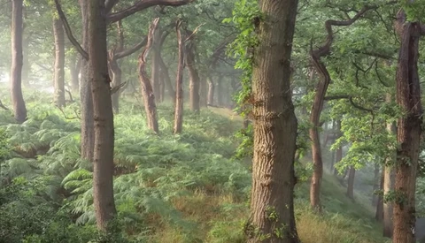 Misty forest path lined with tall mature trees and dense undergrowth on both sides.