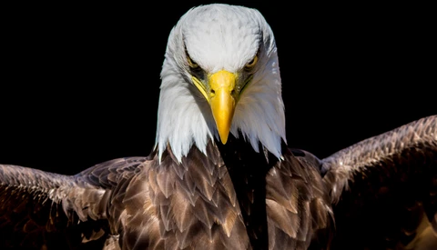 Bald eagle with wings spread against black background, head facing forward with yellow beak and intense gaze.
